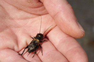 Dlaczego nie możesz zabić krykiet? Dlaczego nie możesz zabić krykiet?